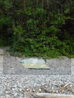 DSCN0645