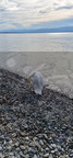 Le visiteur du lac